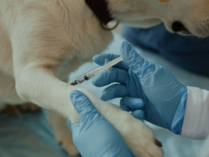 AIM भ्याक्सिनले 